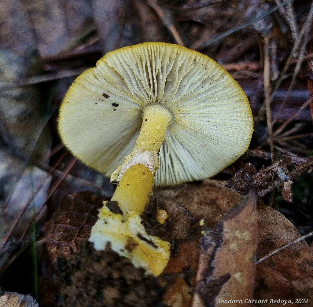 Amanita flavoconia · June 2024 · photo: © teodoro_chivatabedoya (iNaturalist, cc-by)