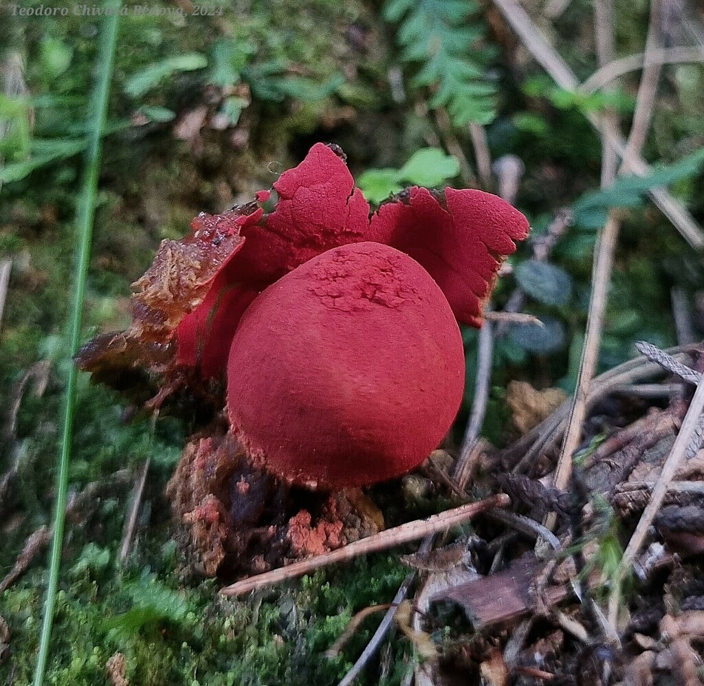 Calostoma cinnabarinum · June 2024 · photo: © teodoro_chivatabedoya (iNaturalist, cc-by)