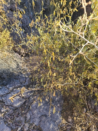 Image of Zapoteca formosa by no rights reserved