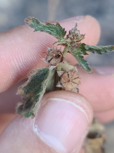 Shrubby False Mallow (Malvastrum bicuspidatum)