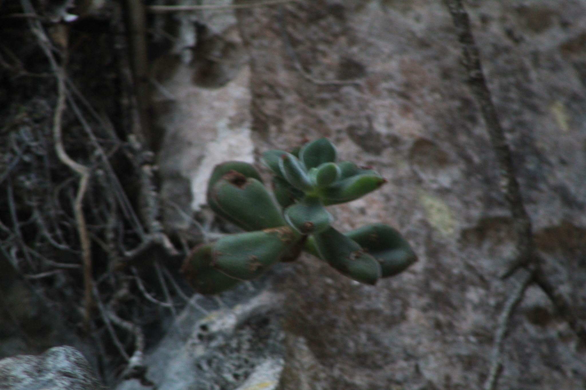 Imagem de Planta pelicia