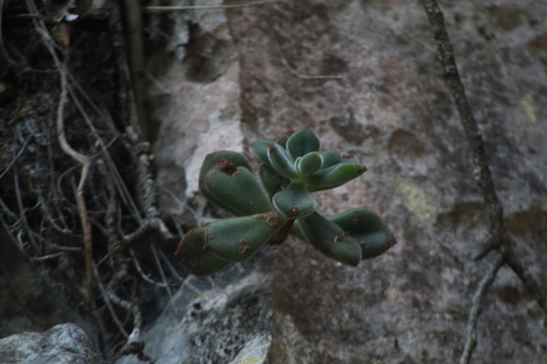 Echeveria pulvinata