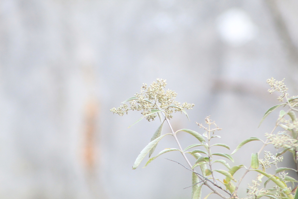 Buddleja parviflora; photograph (c) Carlos Domínguez-Rodríguez, some rights reserved (CC BY)