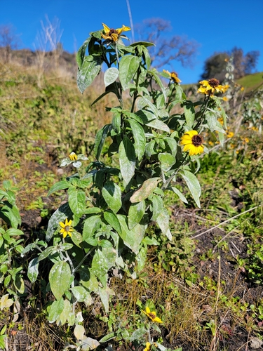 Helianthus bolanderi, photograph 3