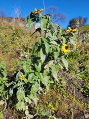 Helianthus bolanderi, photograph (c) Colin J Pryor, some rights reserved (CC BY)