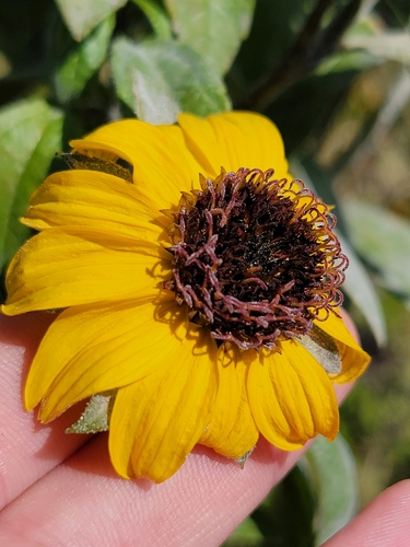 Helianthus bolanderi, photograph 4