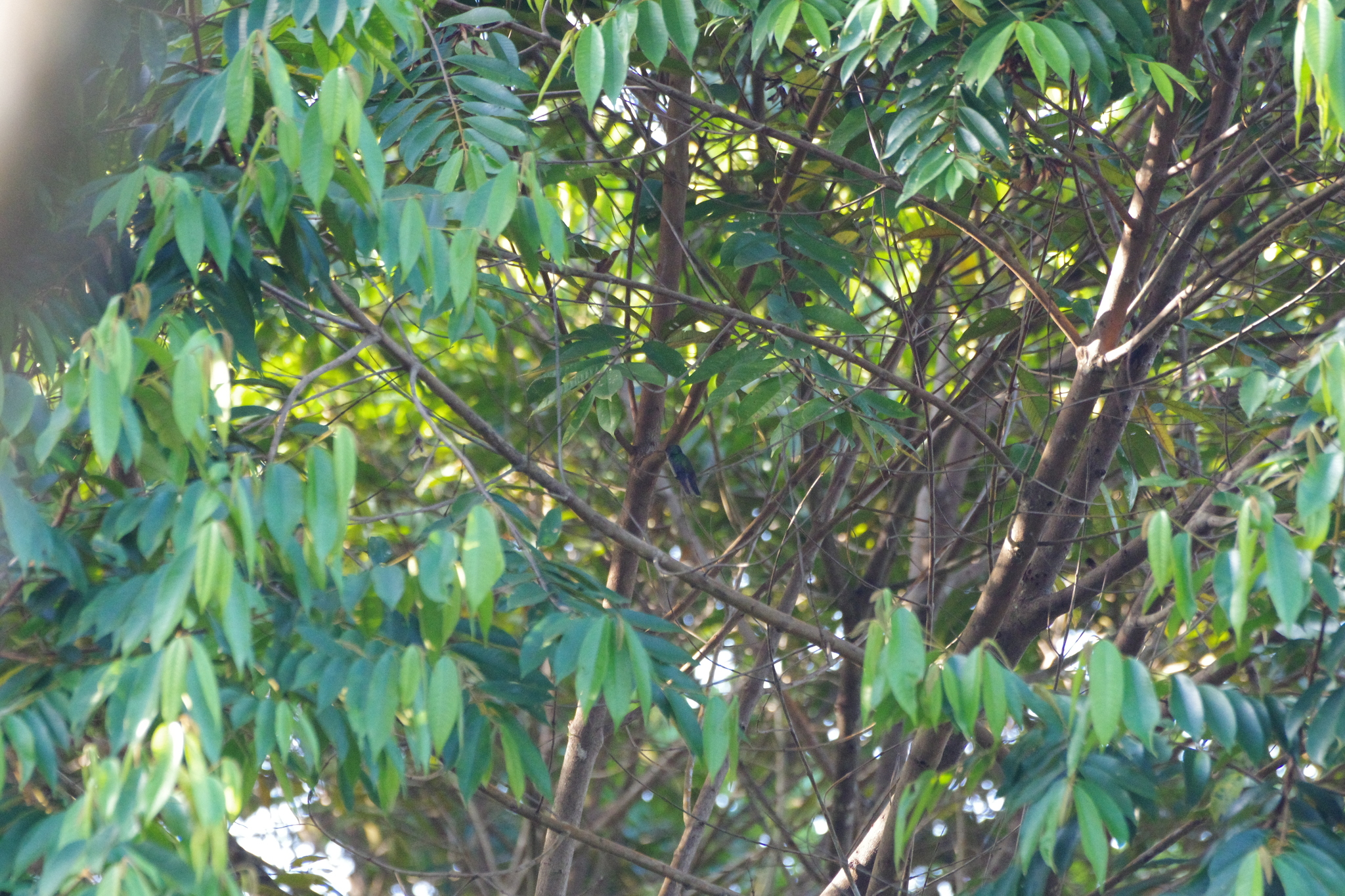 Charming Hummingbird (Polyerata decora), photo 9