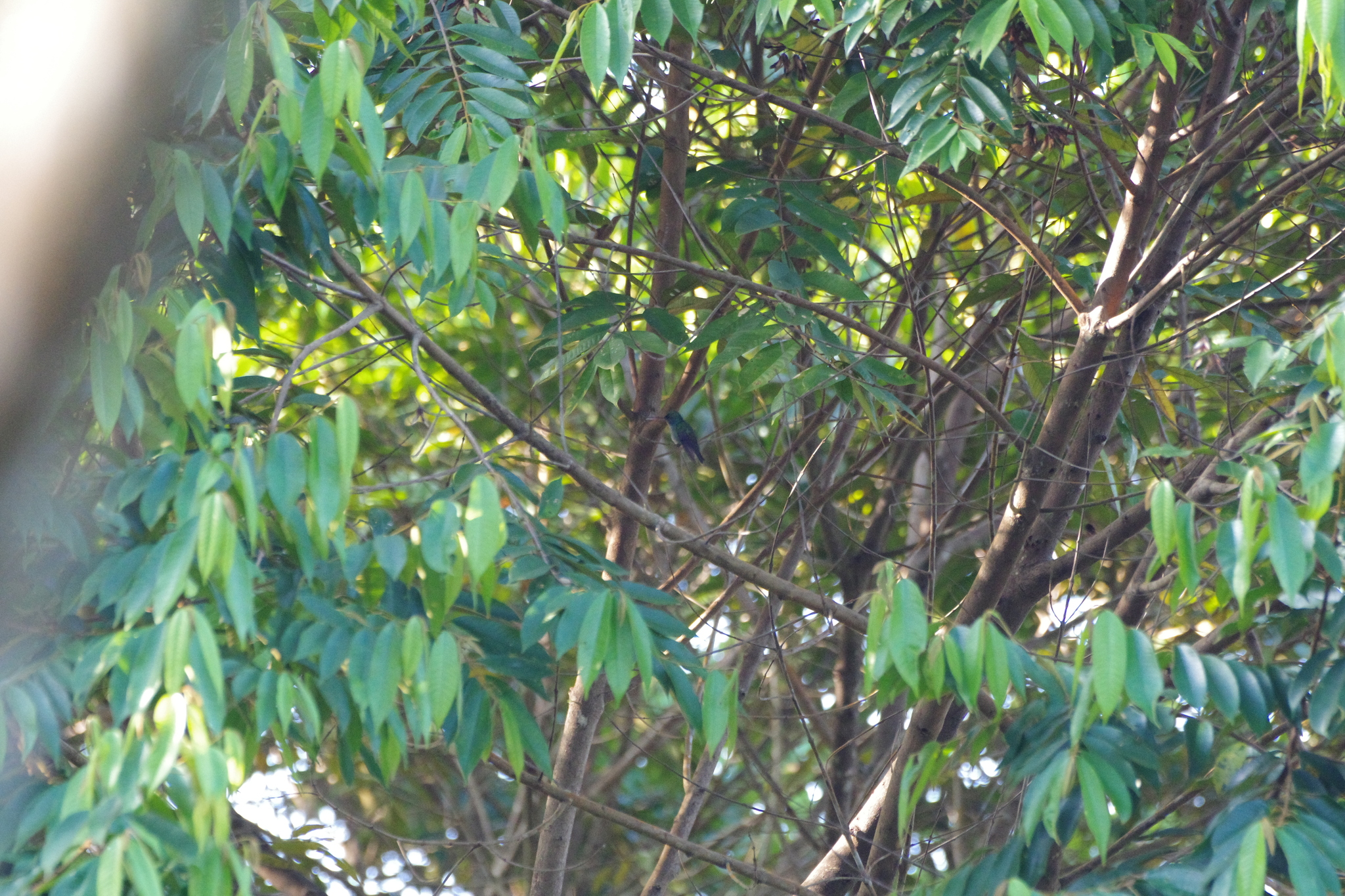 Charming Hummingbird (Polyerata decora), photo 8