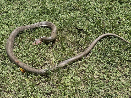 Eastern Brown Snake sighting