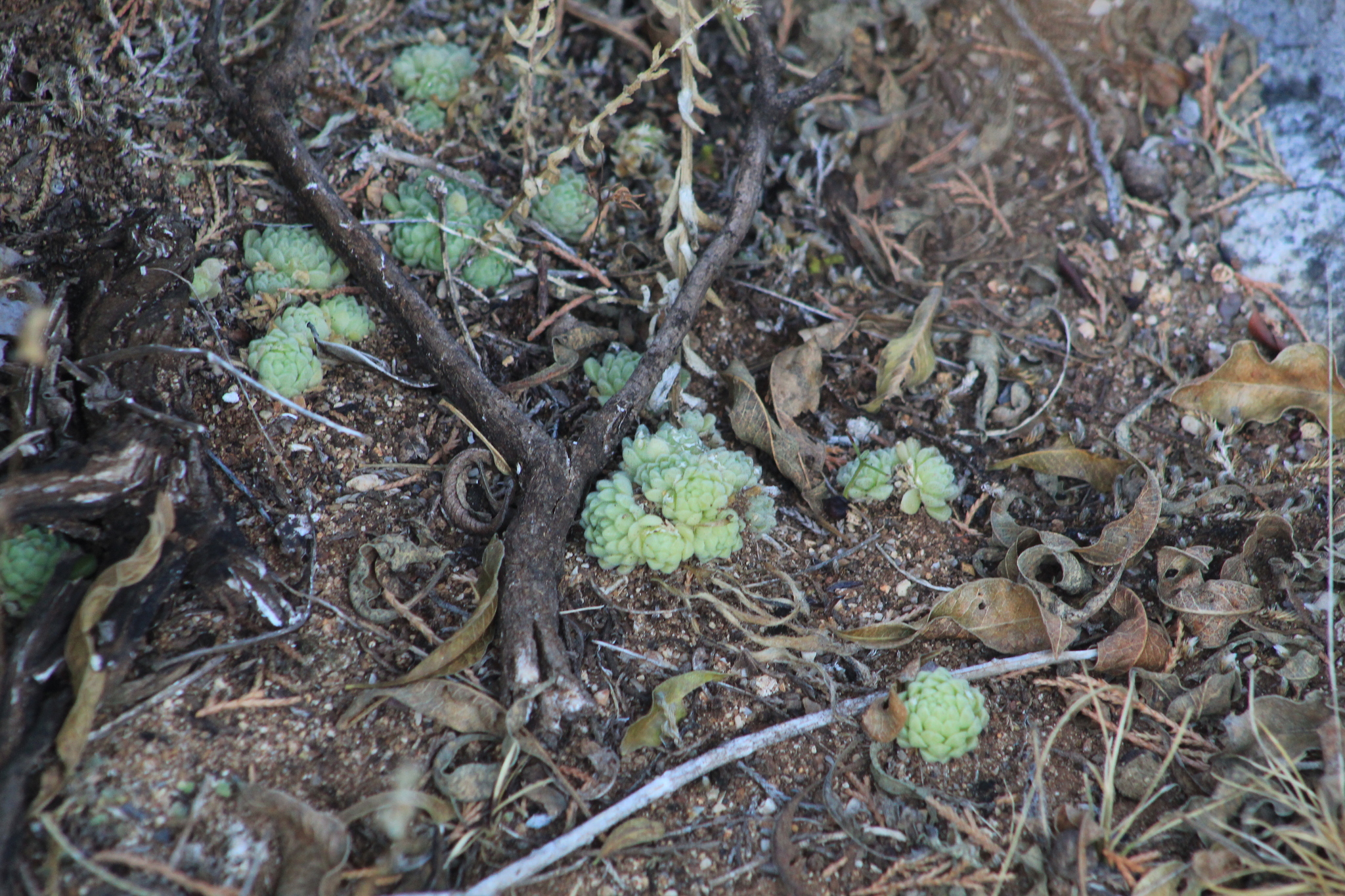 Imagem de sedum