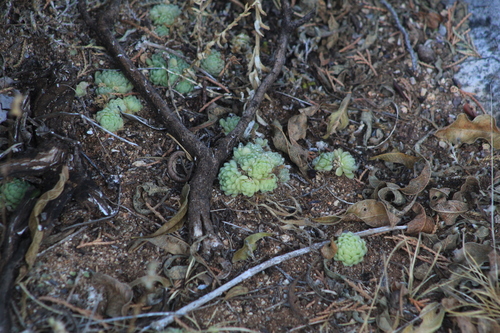 Sedum hemsleyanum, photograph 4