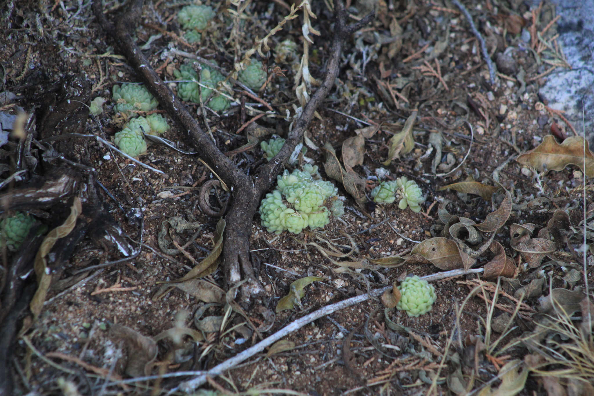 Imagem de sedum