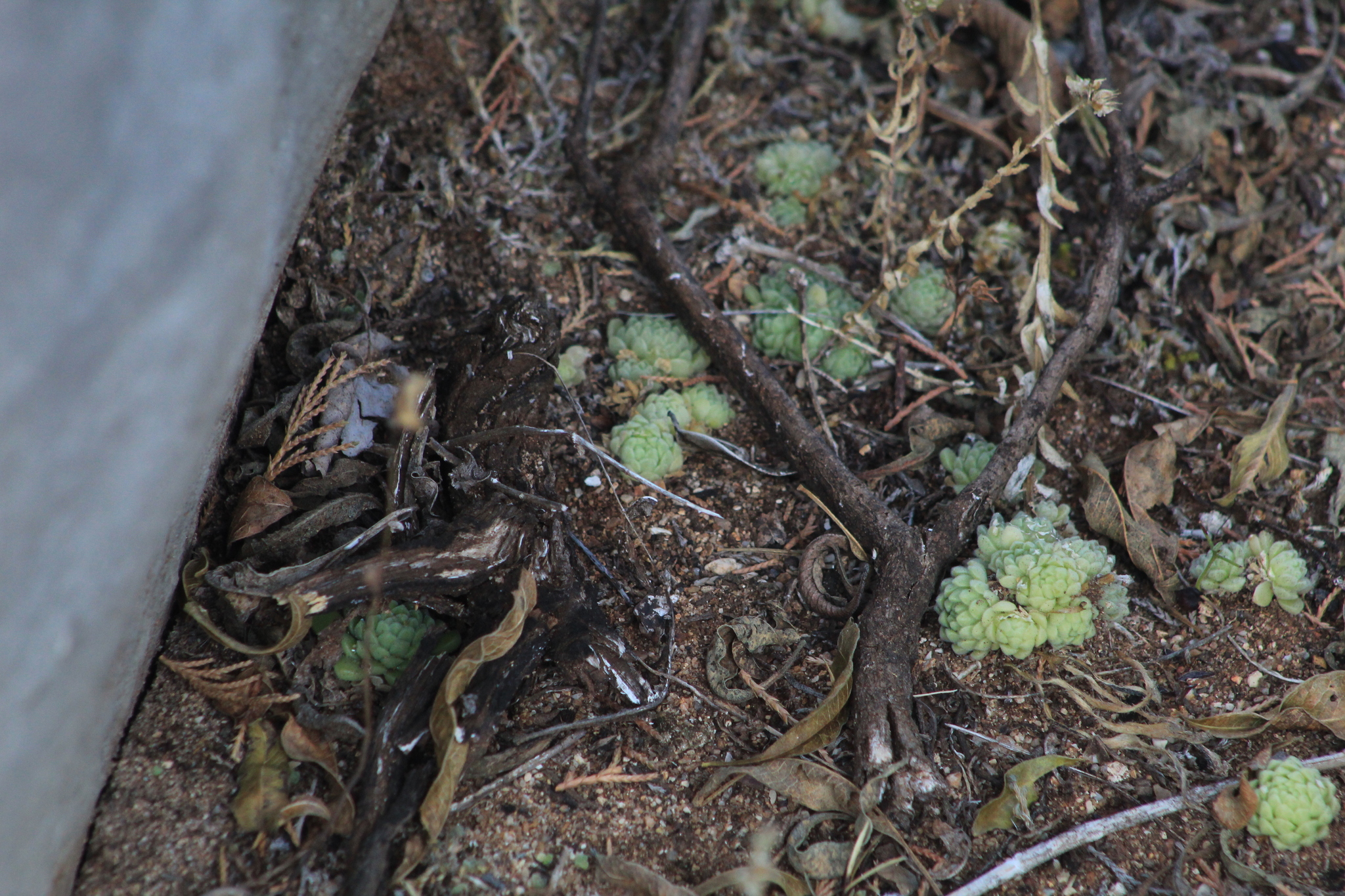 Imagem de sedum