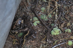Sedum hemsleyanum, photograph Carlos Domínguez-Rodríguez, CC BY, iNaturalist via GBIF