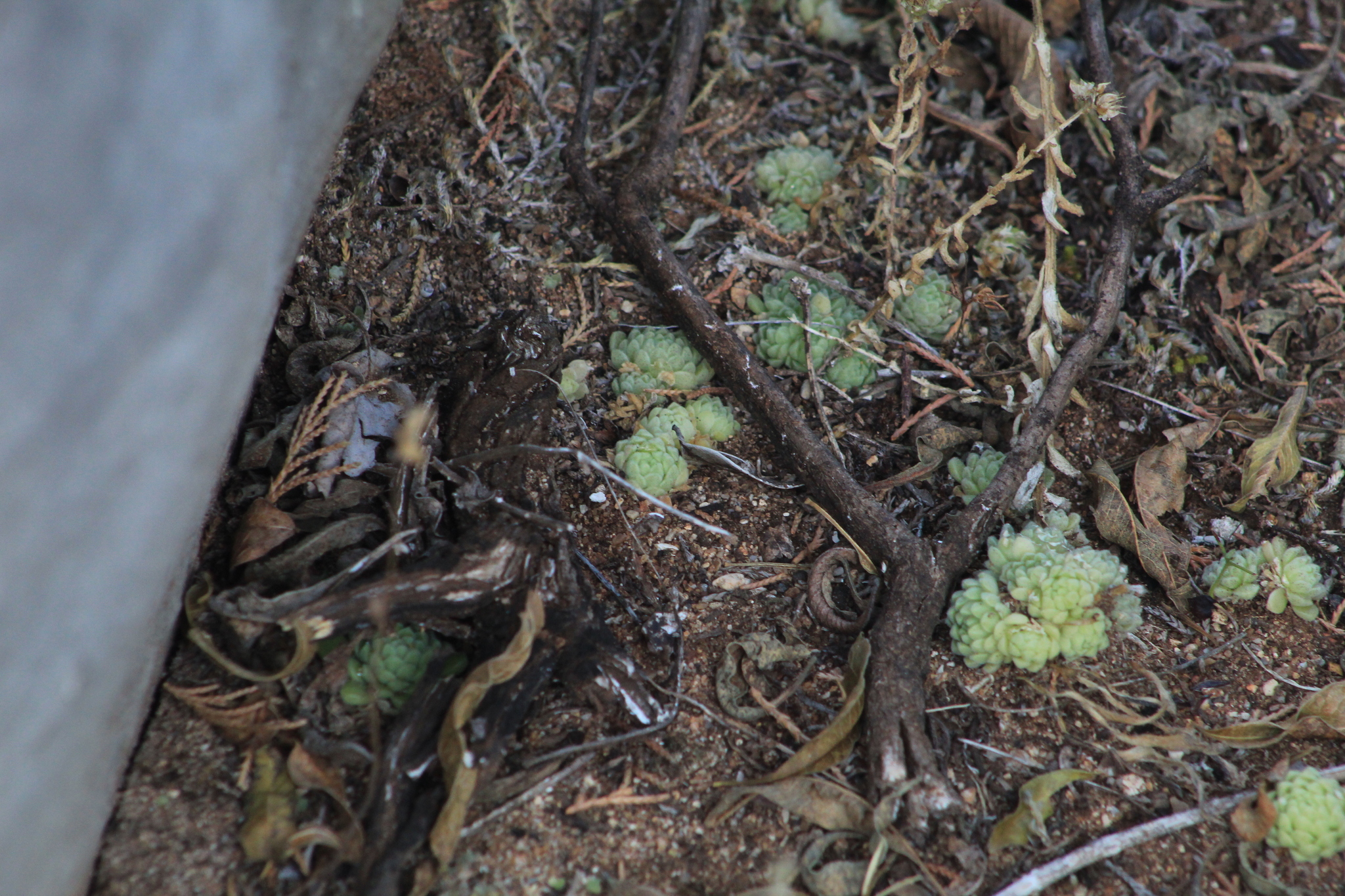 Imagem de sedum