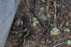 Sedum hemsleyanum, photograph Carlos Domínguez-Rodríguez, CC BY, iNaturalist via GBIF