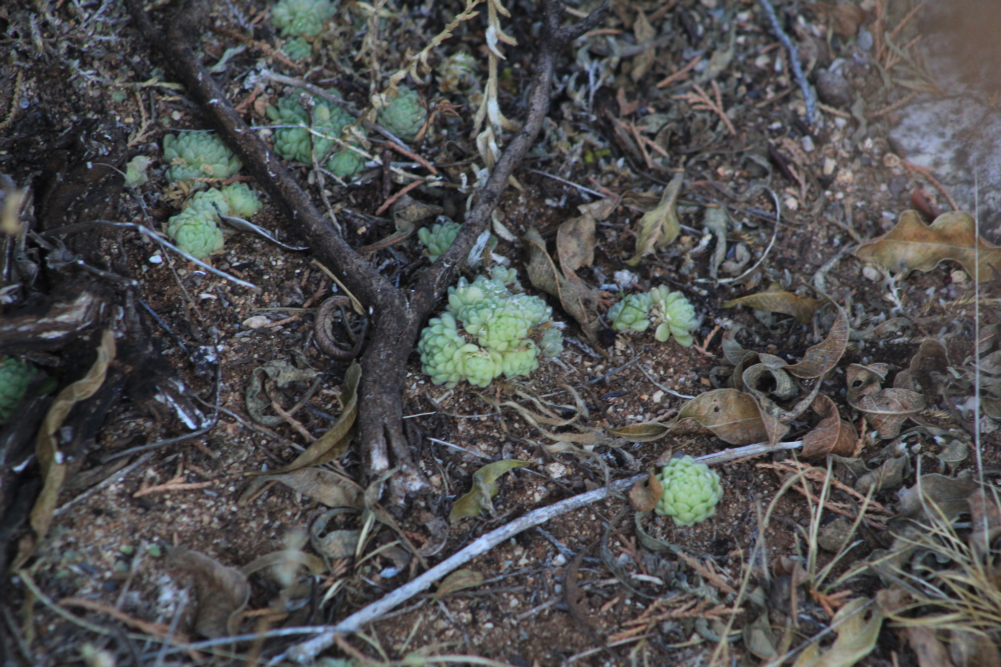 Imagem de sedum