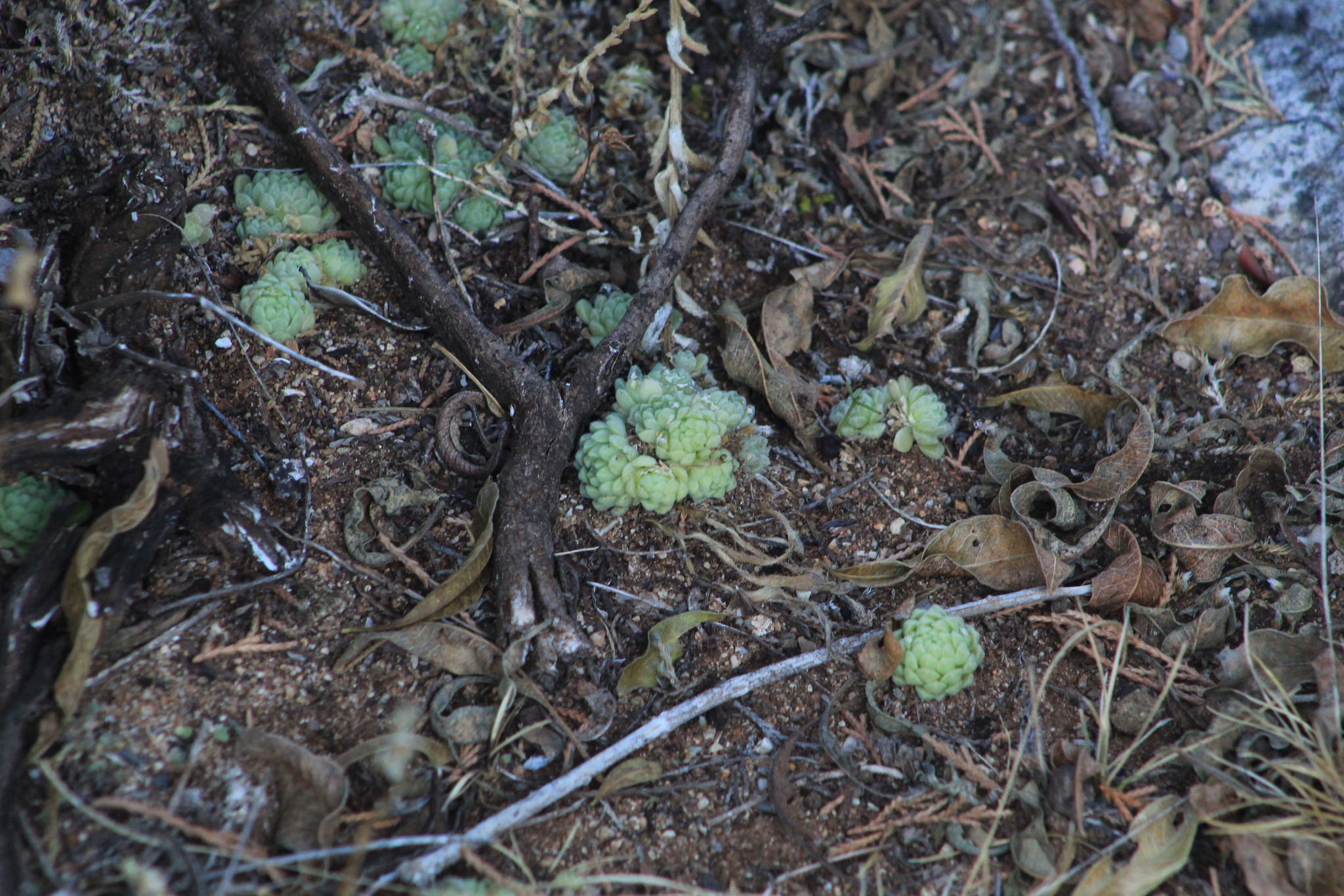 Imagem de sedum