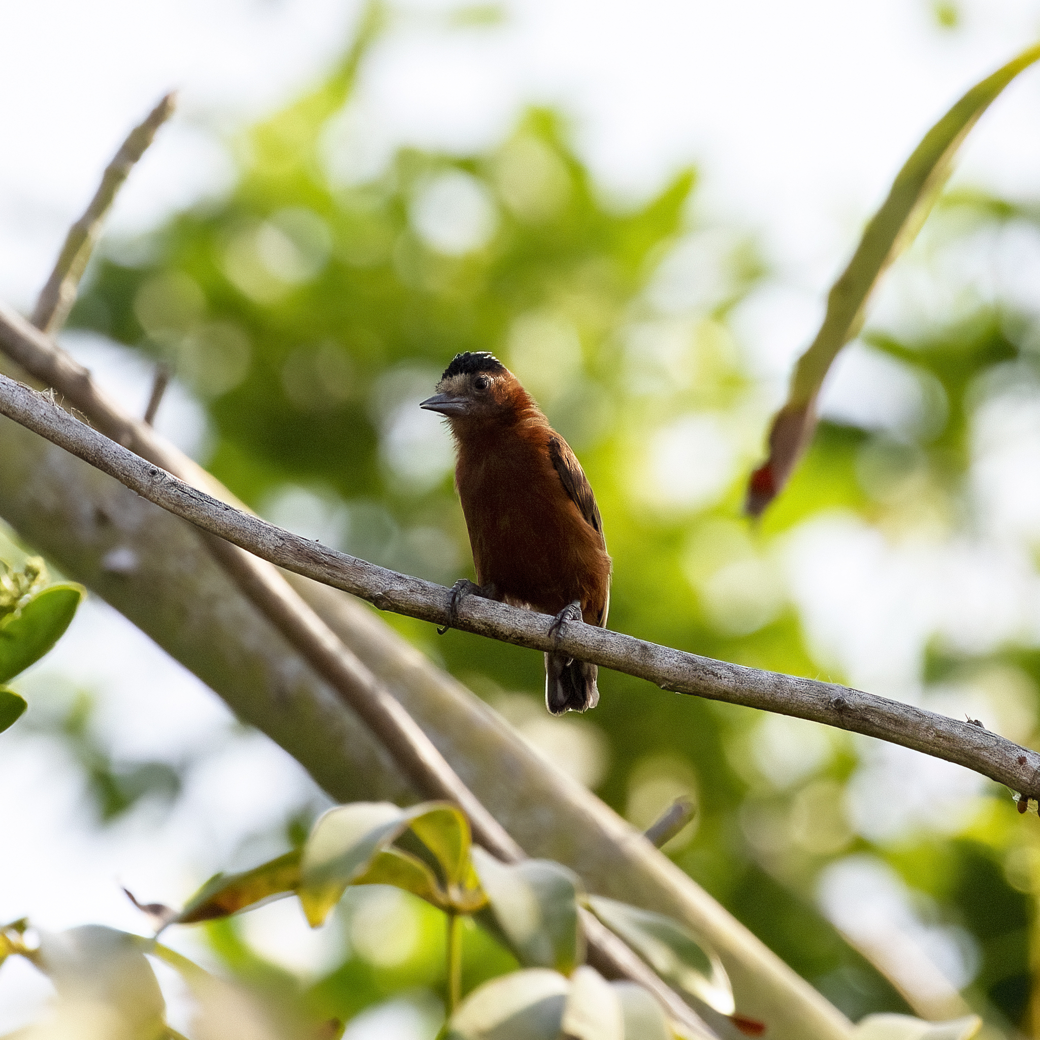 Chestnut Piculet (Picumnus cinnamomeus), photo 8