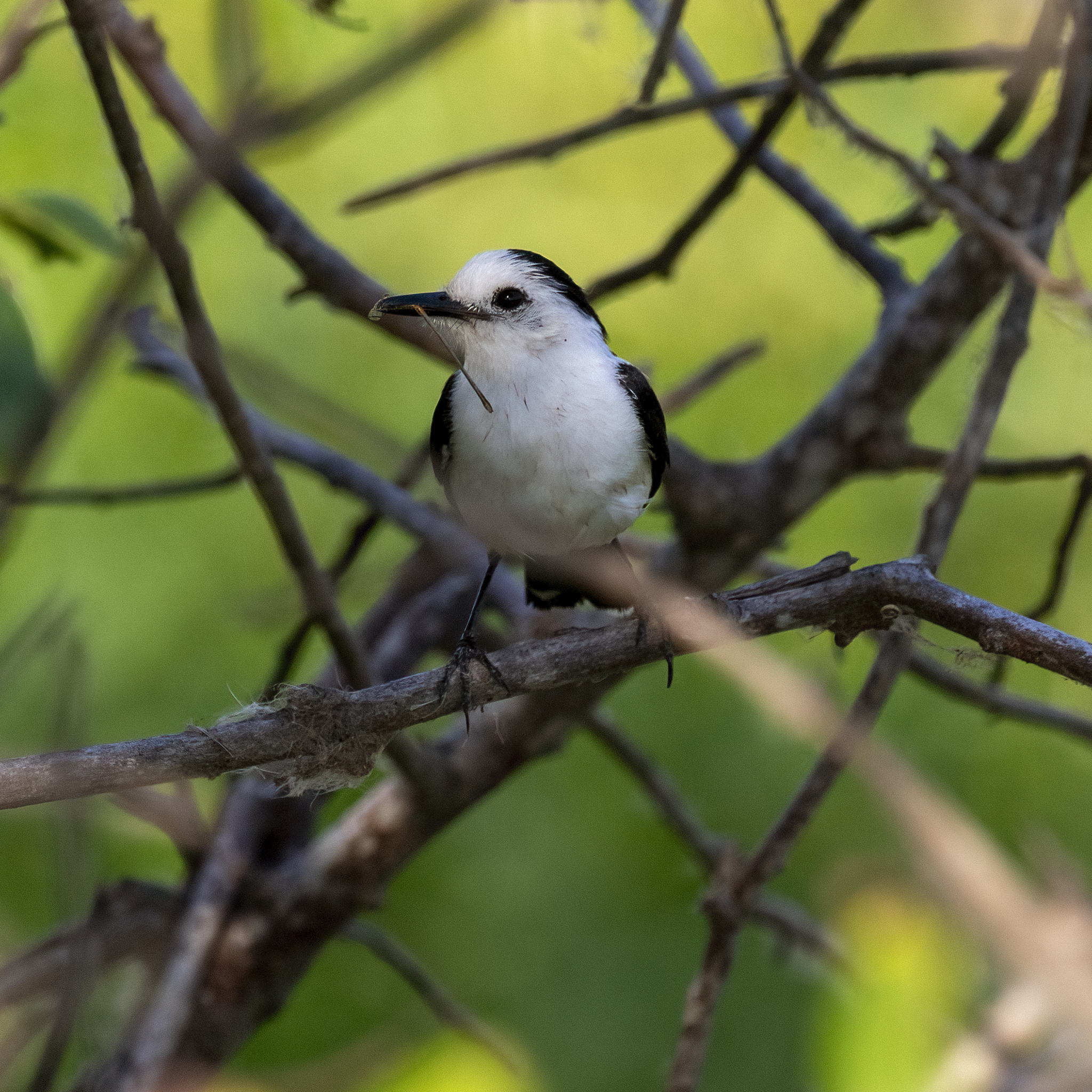 Pied Water-Tyrant illustration
