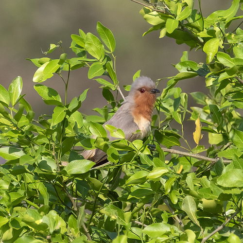 Dwarf Cuckoo (Coccycua pumila), photo 3