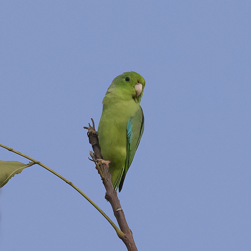Turquoise-winged Parrotlet (Forpus spengeli), photo 7