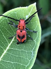 Tetraopes melanurus