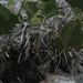 Anthurium nelsonii Croat 2