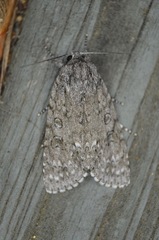 Acronicta impleta