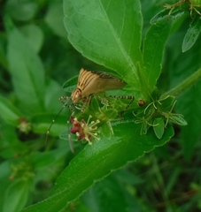 Hypselonotus lineatus