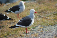 Dolphin Gull photo 3