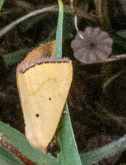 Marimatha nigrofimbria