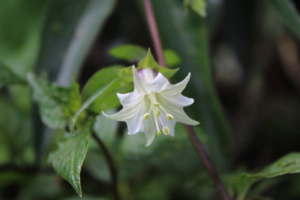 Jaltomata spooneri