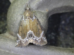 Hypena abalienalis