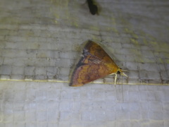 Pyrausta rubricalis