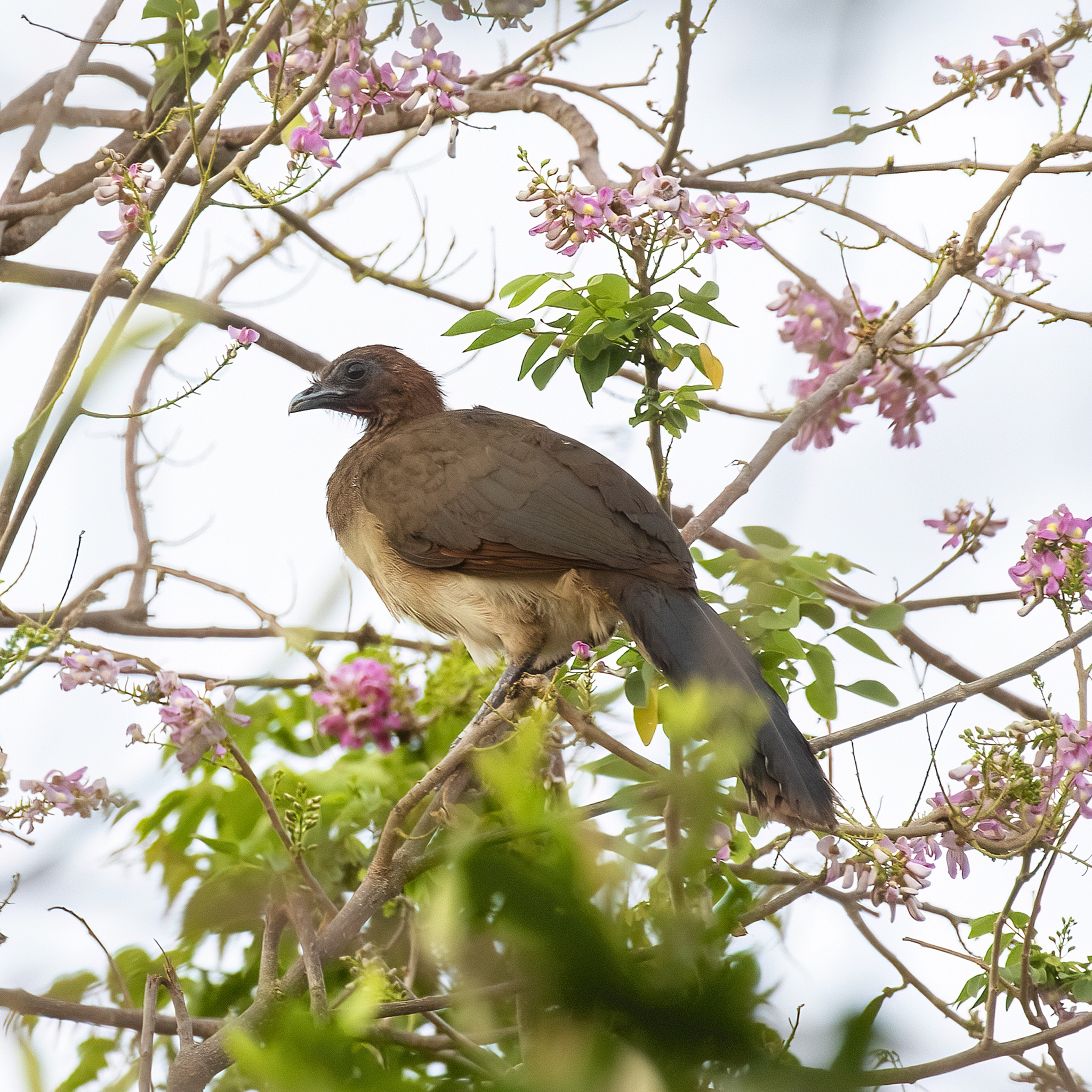 Chestnut-winged Chachalaca (Ortalis garrula), photo 7