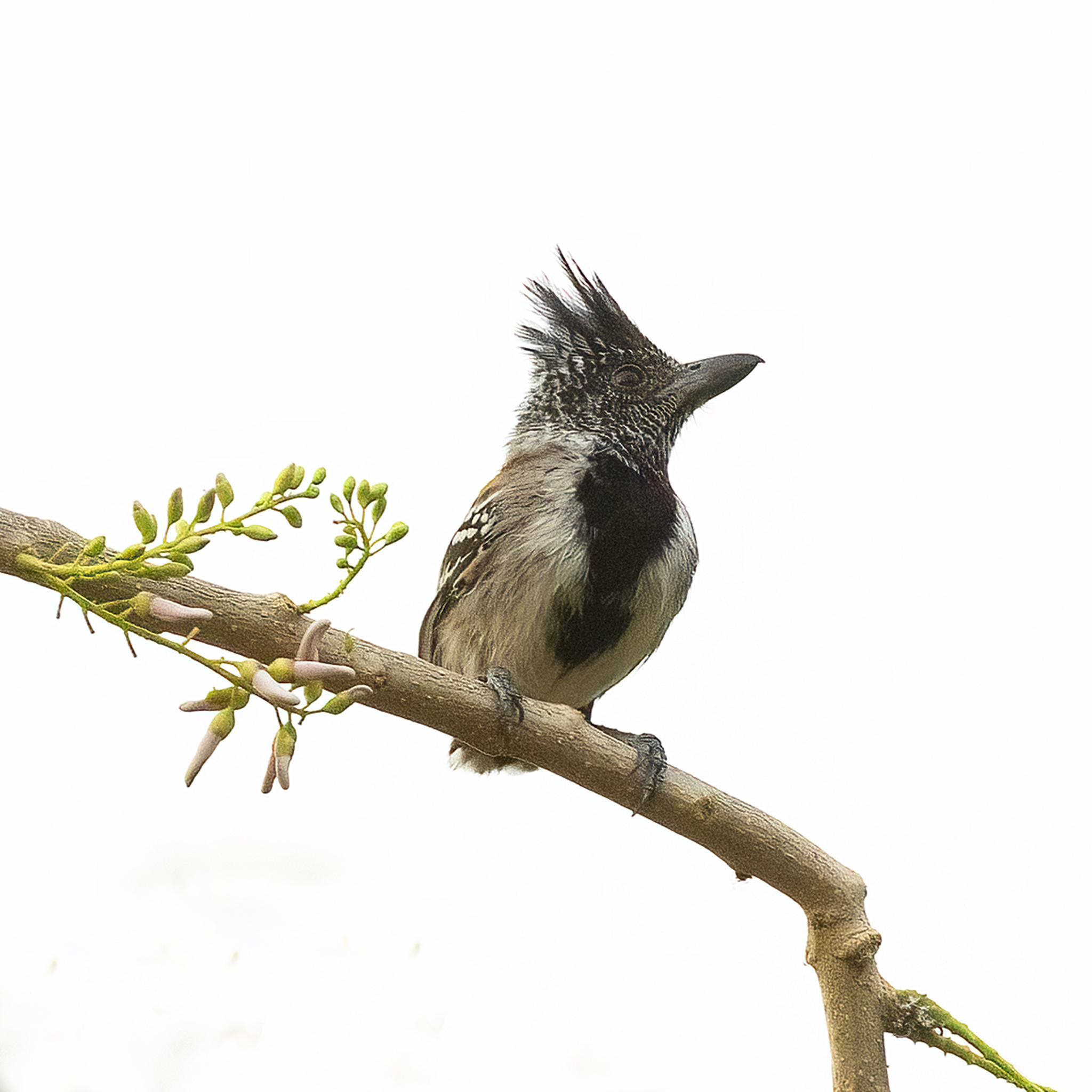 Black-crested Antshrike illustration