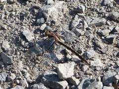 Phanogomphus spicatus