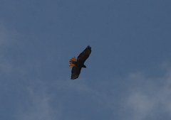 Buteo jamaicensis fumosus