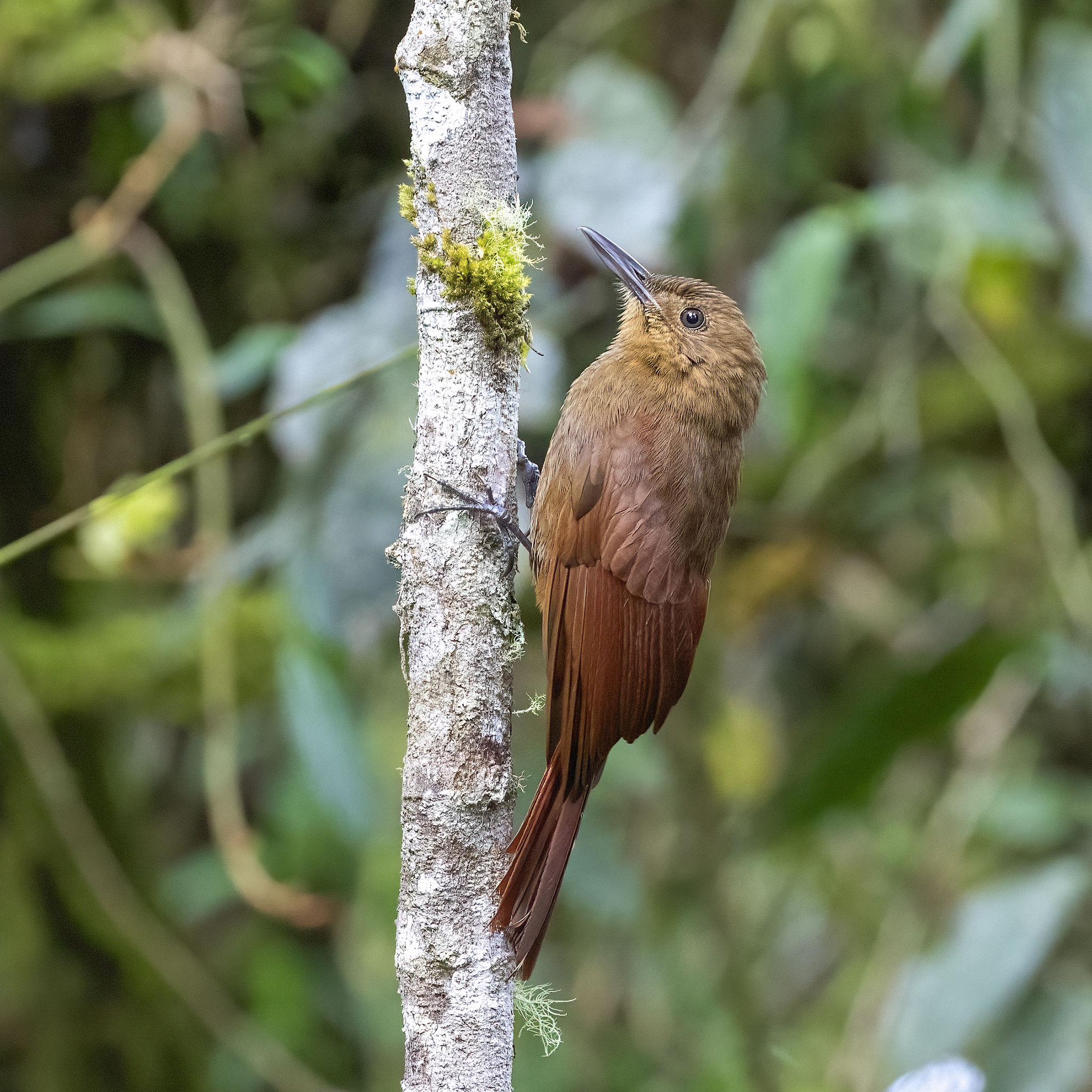 Tyrannine Woodcreeper (Dendrocincla tyrannina), photo 1