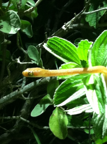 Somali Cat Snake, Telescopus somalicus
