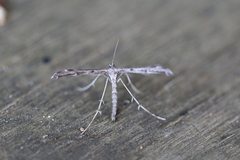 Hellinsia inquinatus