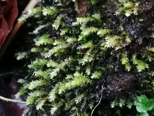 Image of Rhynchostegium riparioides by (c) Daniel Buczkiewicz, some rights reserved (CC BY-SA)