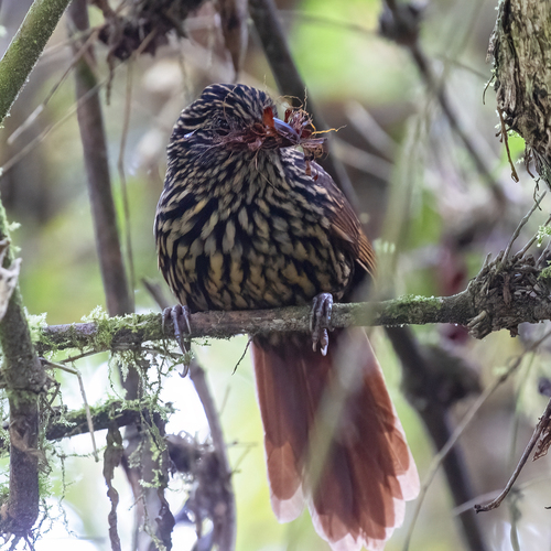 Flammulated Treehunter (Thripadectes flammulatus), photo 6
