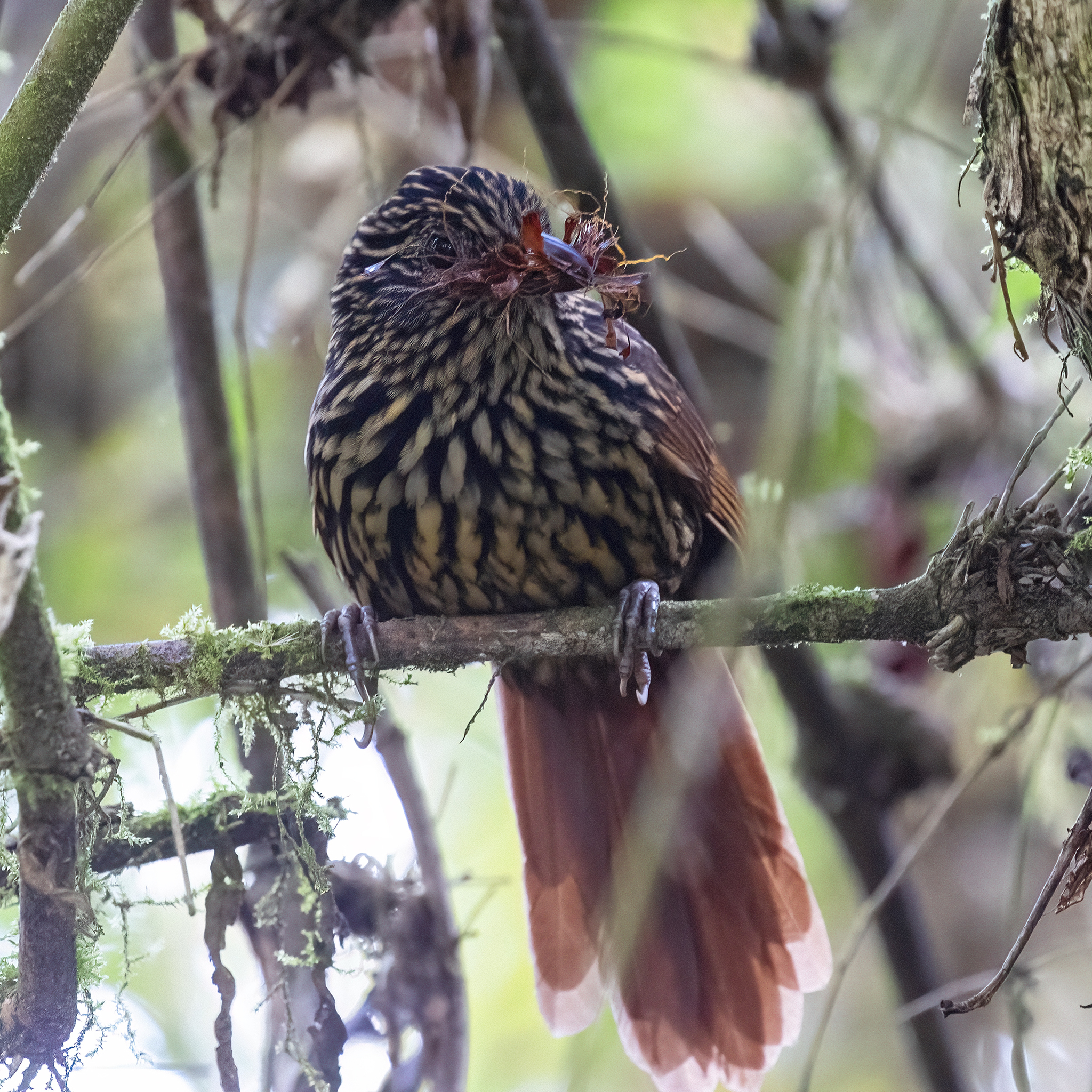 Flammulated Treehunter (Thripadectes flammulatus), photo 1