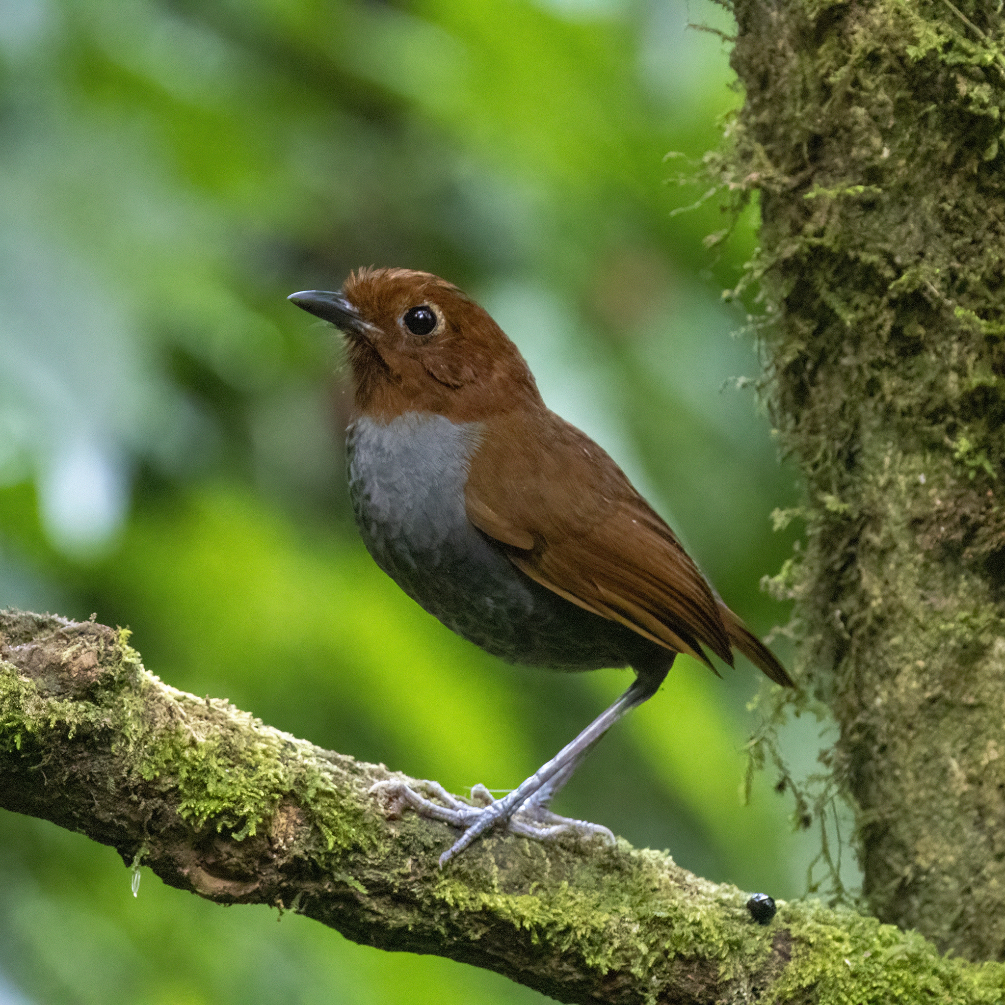 Bicolored Antpitta (Grallaria rufocinerea), photo 4