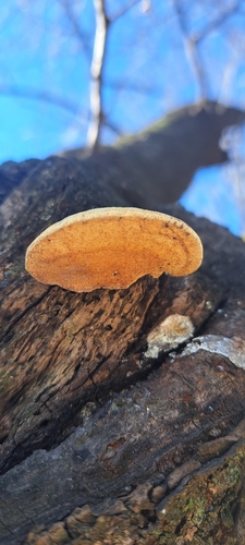 Polyporaceae