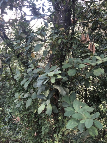 Foto de Cajado-do-mato