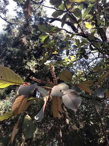 Foto de Cajado-do-mato