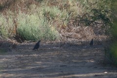 Callipepla douglasii vanderbilti